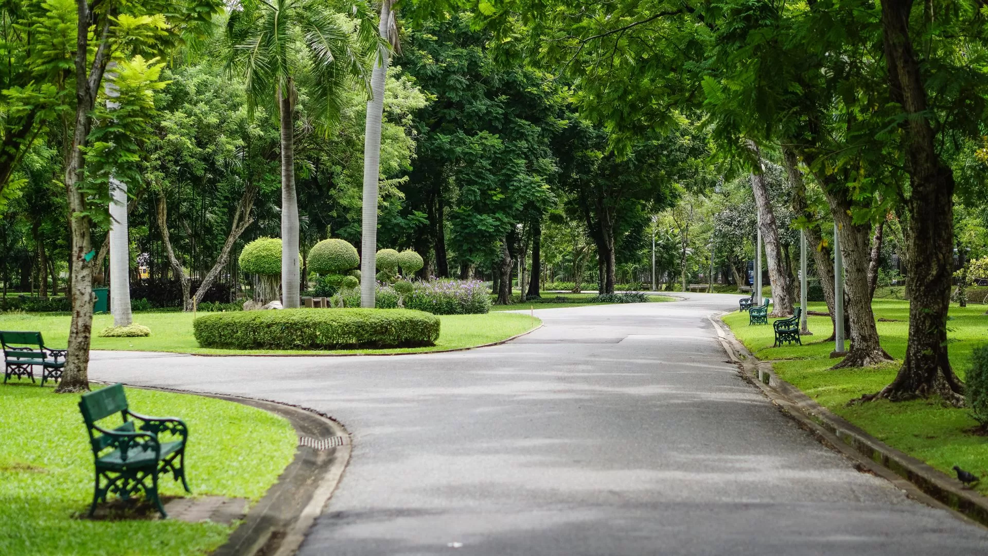 Bengaluru’s Urban Forests: A Closer Look at the City’s Green Lungs