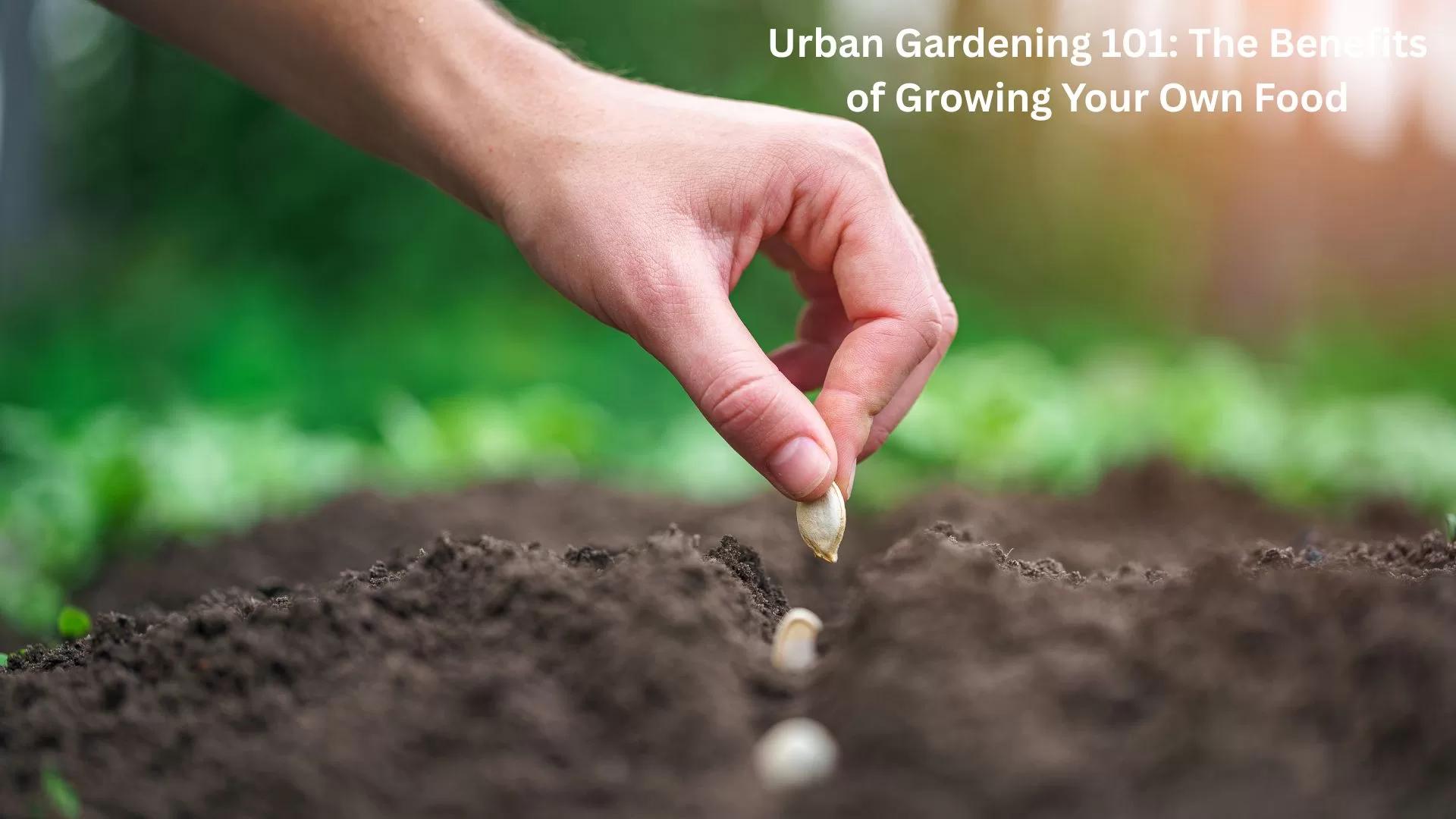 Urban Gardening 101: The Benefits of Growing Your Own Food